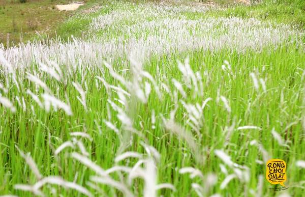 Đường đến đồi cỏ tranh Lạc Dương