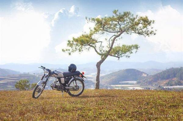 Cây thông cô đơn trên đồi Thiên Phúc Đức