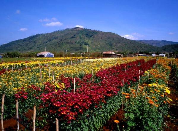 Du khách khó lòng rời khỏi nơi này vì bị níu giữ bởi hương thơm quyến rũ của “vương quốc” hoa
