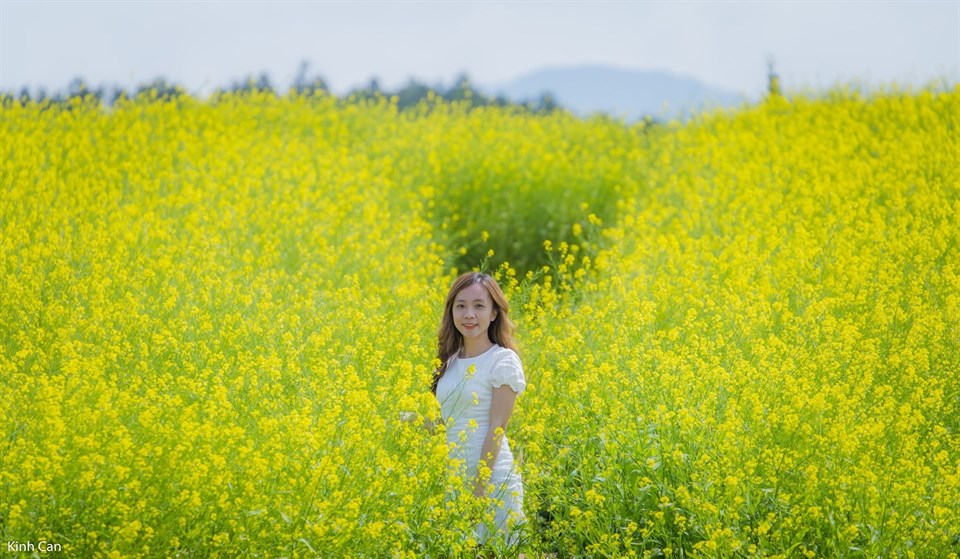 Cánh Đồng Hoa Cải Vàng Đà Lạt