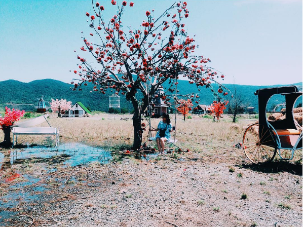 Cánh đồng cỏ lau Thuận Phước Field Đà Nẵng