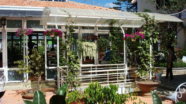 Hoa giấy trĩu bông tại quán cà phê Đà Lạt Hoa Violet