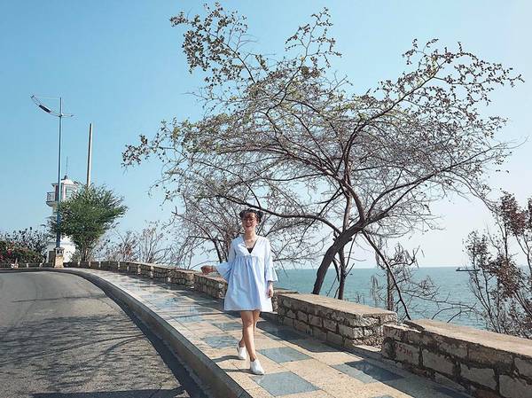 Cây khô cạnh biển Vũng Tàu chụp ảnh sống ảo