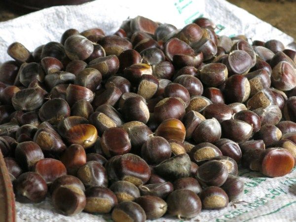 Hạt dẻ rừng đặc sản Sapa