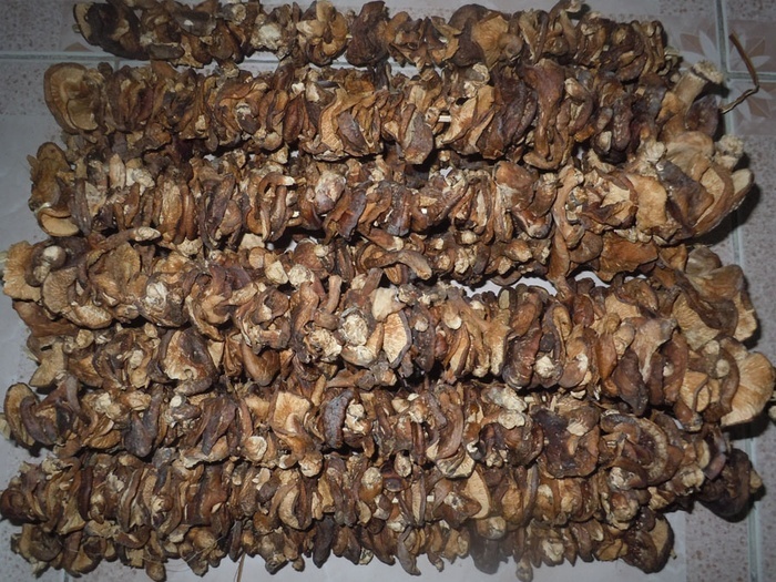 Nấm hương rừng đặc sản Sapa
