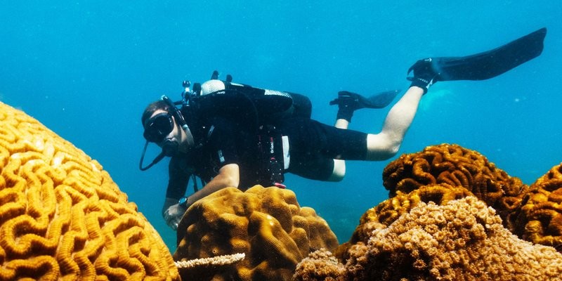 Lặn ngắm san hô trong tour bảo tồn rùa biển