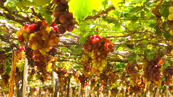 Tham quan vườn nho Ninh Thuận trĩu quả