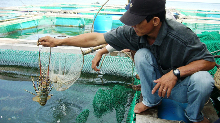 Trải nghiệm bè nuôi tôm hùm trong tour Bình Ba 3N3Đ