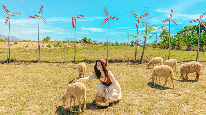 Đồng cừu Suối Tiên xinh đẹp trong tour Bình Ba