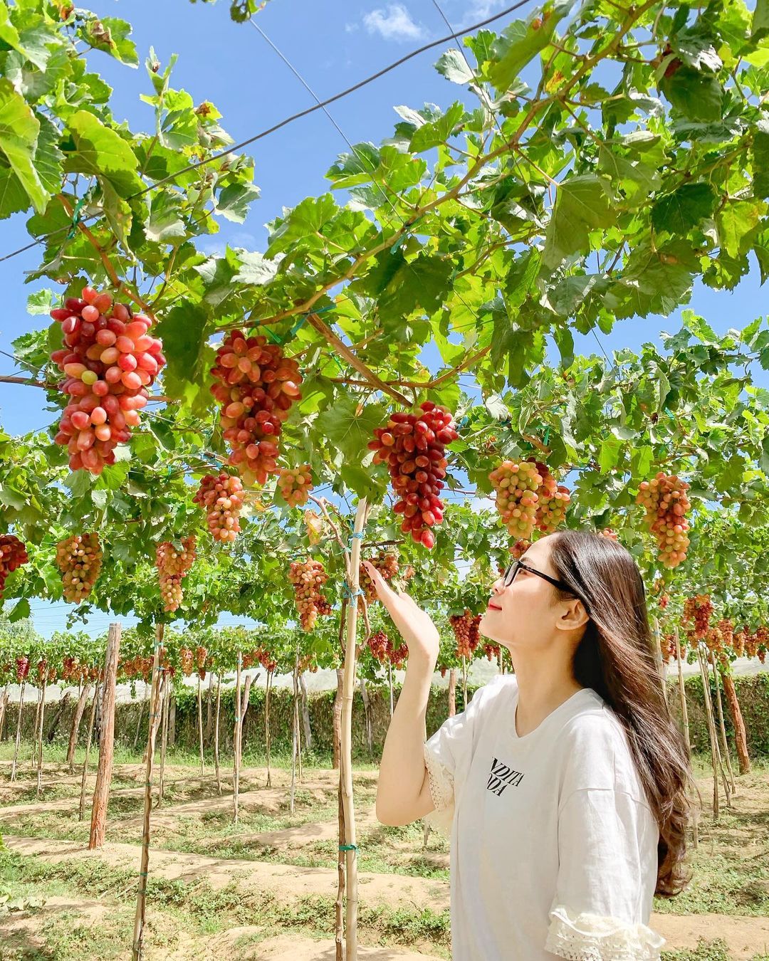 Vườn nho Ba Mọi trong tour Bình Hưng lễ 30/4