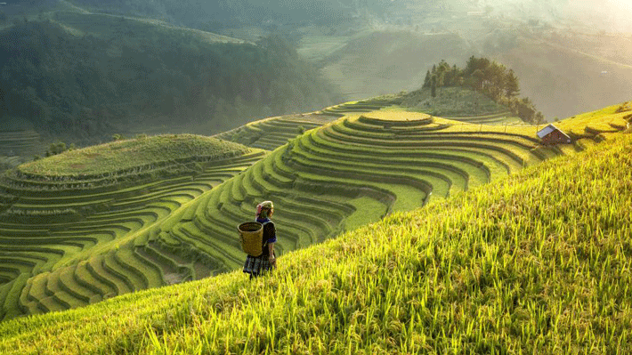 Ruộng bậc thang La Pán Tẩn tour Miền Bắc