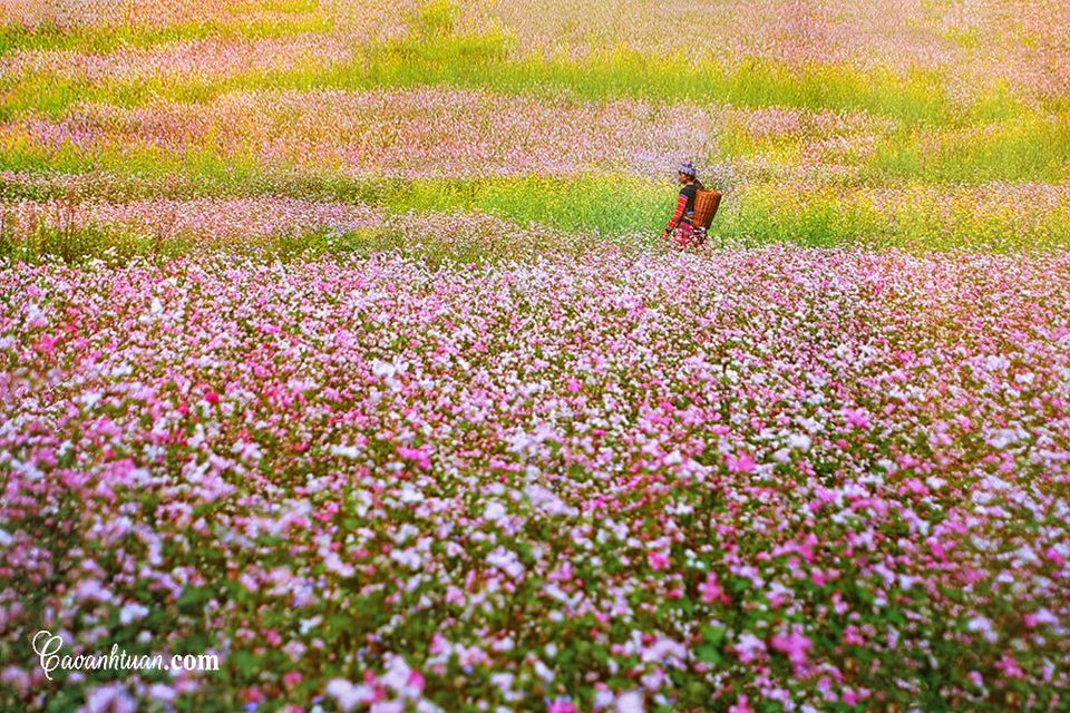Hoa tam giác mạch Hà Giang tour Miền Bắc 5N4Đ