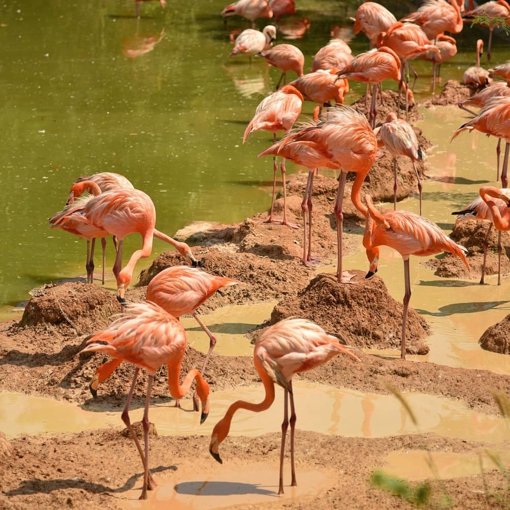 Vườn chim Vinpearl Safari
