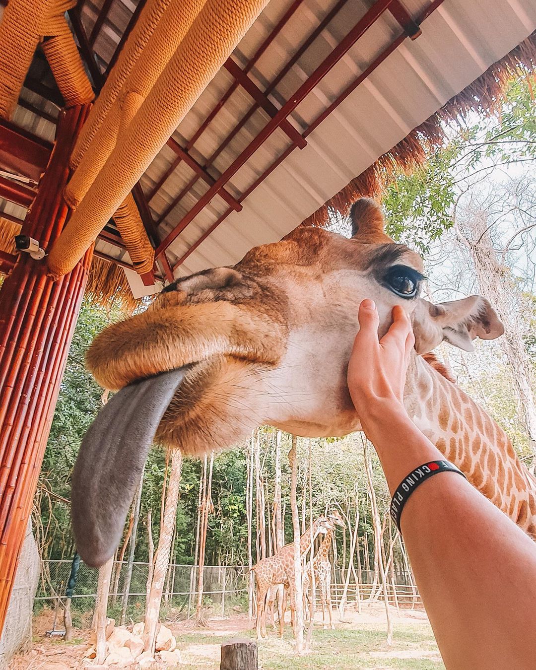 Động vật Vinpearl Safari