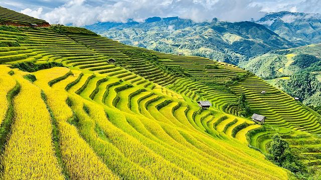 Mù Cang Chải trong tour Tây Bắc