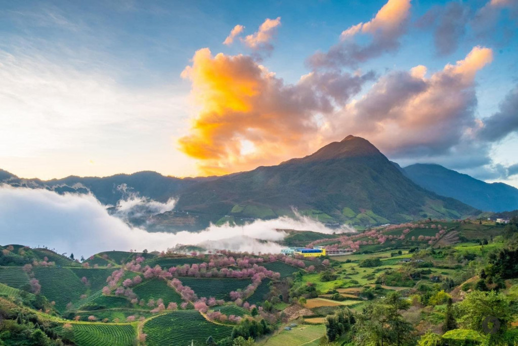 Sapa mùa hoa mai đào. Ảnh: Nguyễn Minh Hải