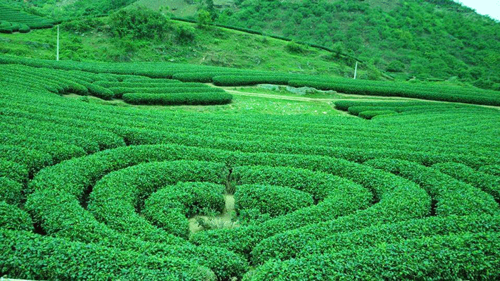 Đồi chè Trái Tim trong tour Tây Bắc 4N3Đ Đồi chè Trái Tim Mộc Châu tour Tây Bắc
