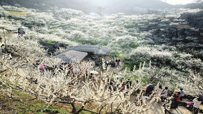 Tour Tây Bắc 4N3Đ khám phá Mộc Châu – Sơn La – Điện Biên – Lai Châu – SaPa chỉ 4.950.000 đồng/khách