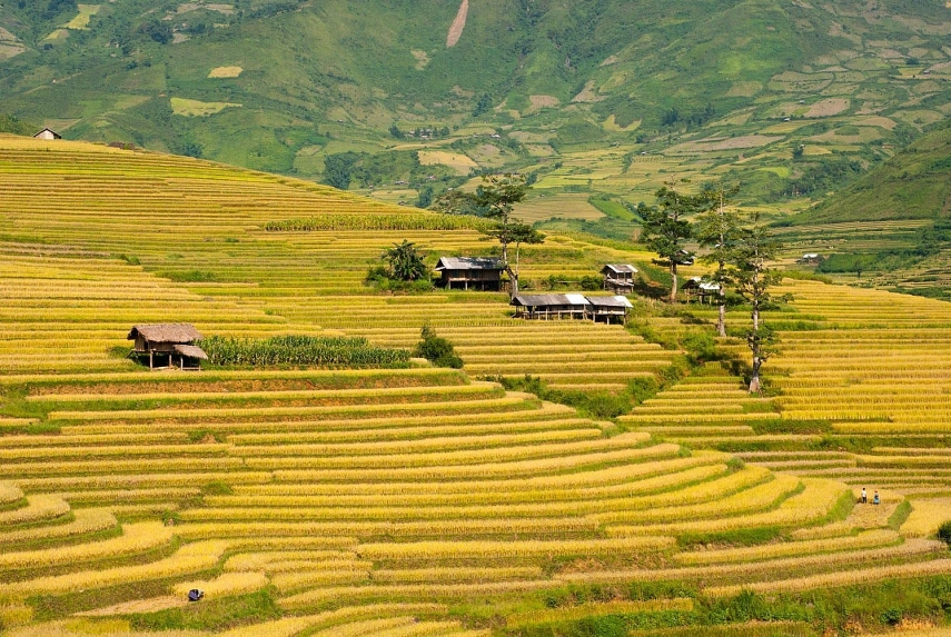 Du lịch tháng 9 Tây Bắc mùa lúa chín rực rỡ