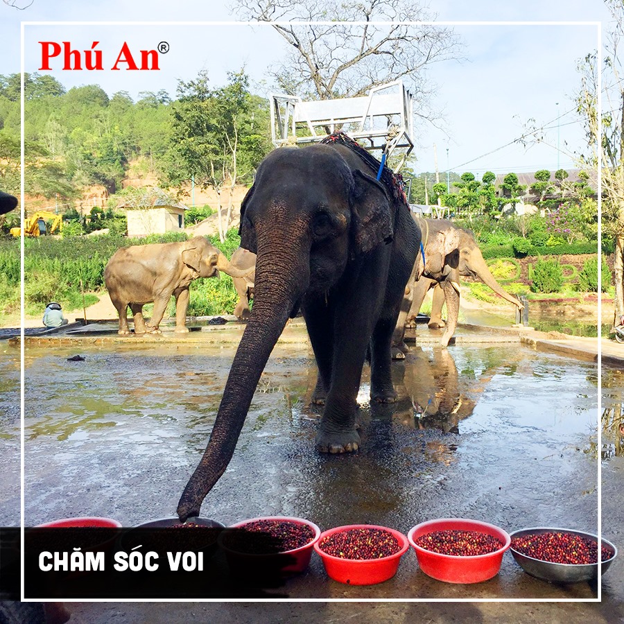 Quy trình chế biến cafe tại vườn Phú An