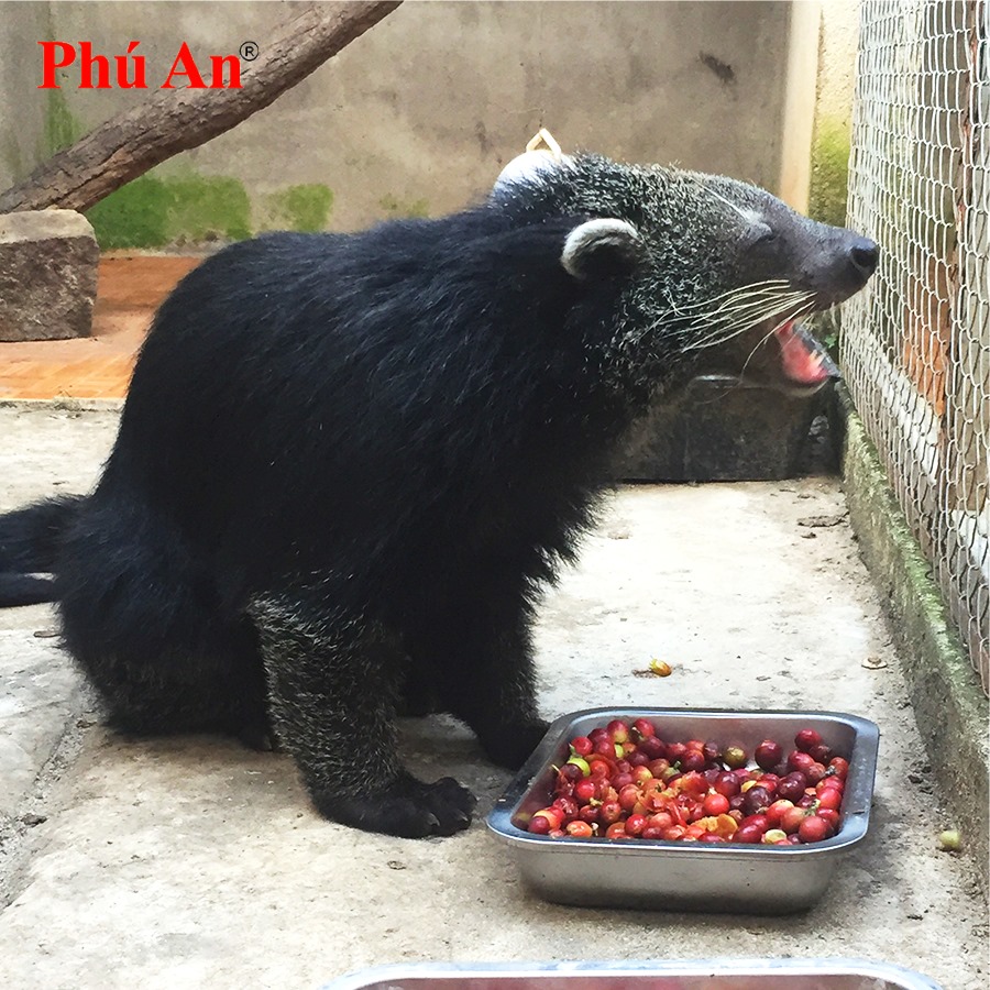 Vườn sinh thái café Chồn và Voi Phú An