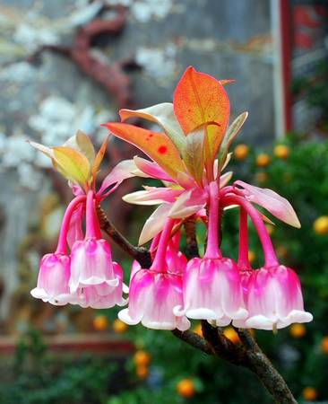 Hoa đào chuông trên đỉnh Bà Nà trong tour Tết Đà Nẵng