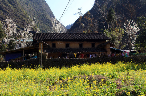 Sắc hoa cải vàng trên cao nguyên. Ảnh: Báo Hà Giang.