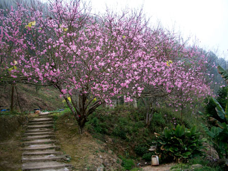 Hoa đào nở rực. Ảnh: Báo Hà Giang.