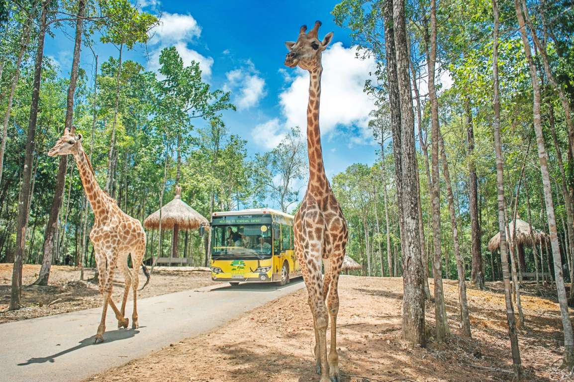 Khám phá vườn thú Vinpearl Land Safari tour Tết Phú Quốc