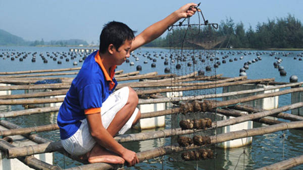 Thăm cơ sở nuôi cấy ngọc trai tại Phú Quốc