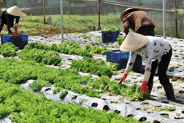 Đến trang trại Organik bạn sẽ được tham quan nhà vườn rộng 5 ha với hơn 100 loại rau củ. Ảnh: OrganikDalat.