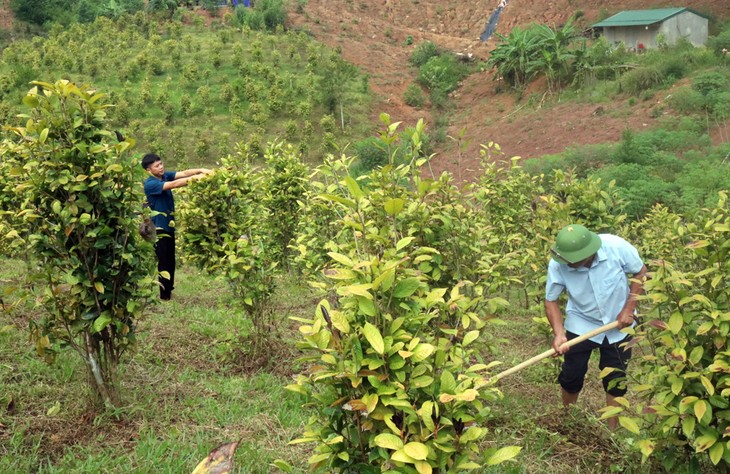 Trồng cây trà hoa vàng Ba Chẽ