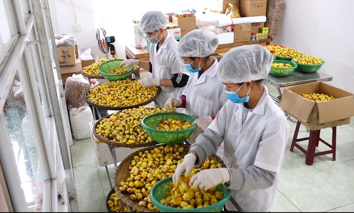 Chế biến trà hoa vàng Ba Chẽ