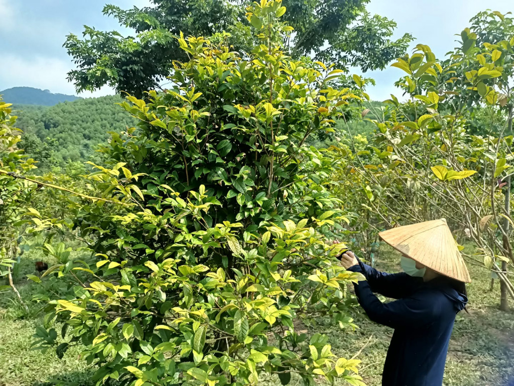 Lá trà hoa vàng Ba Chẽ có nhiều công dụng