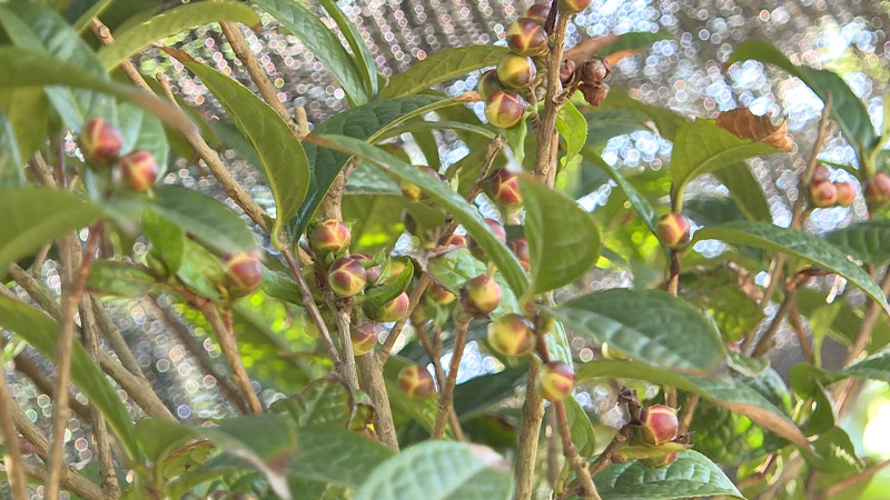 Nụ trà hoa vàng Ba Chẽ