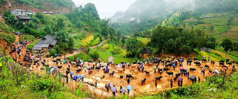 Trải nghiệm chợ trâu Cán Cấu