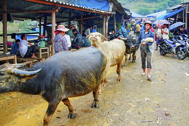 Trâu từ các nơi lũ lượt kéo về chợ.