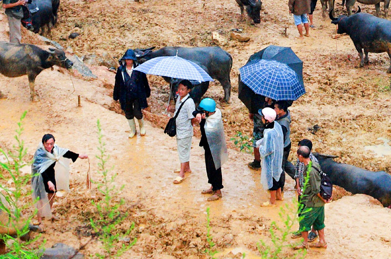 Các lái trâu đang thỏa thuận với chủ trâu.