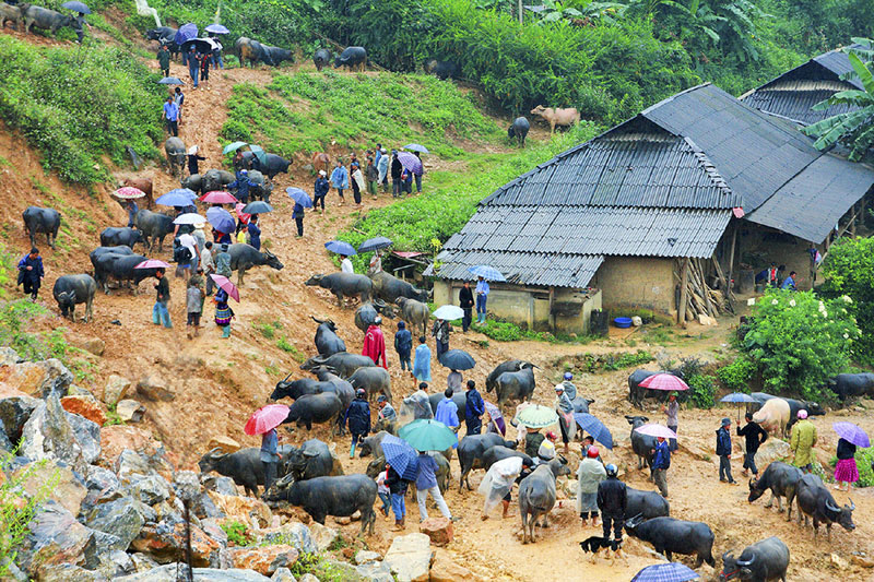 Khu vực tập trung trâu đã mua được của thương lái.