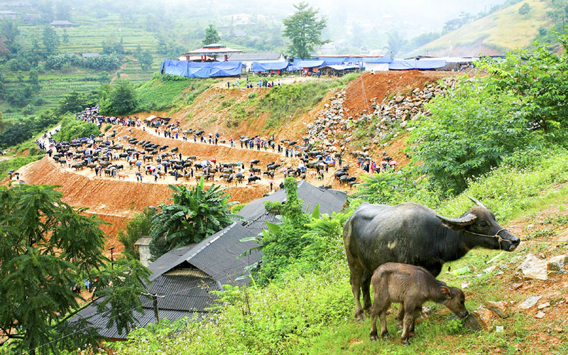 Một đôi trâu mẹ con đã giao dịch xong.