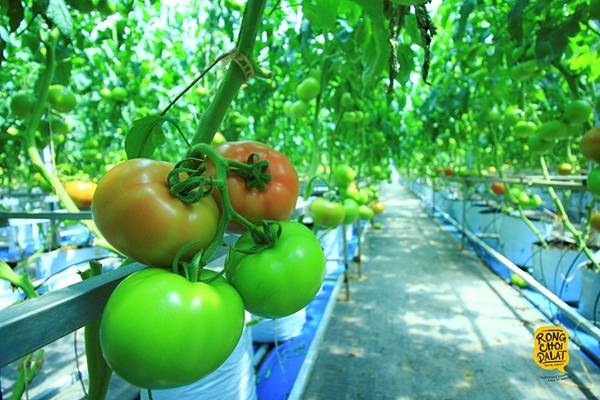 Rau củ quả Đà Lạt là nguồn cung cấp rau sạch cho nhiều hệ thống trên toàn quốc.