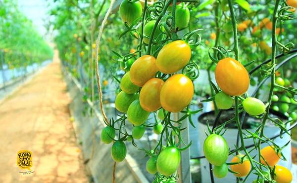 Cà chua bi sạch có thể ăn thỏa thích ngay tại vườn.