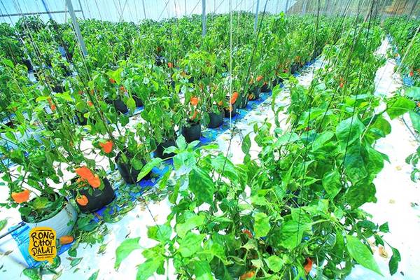 Rau củ được trồng trong nhà kính, cách ly hoàn toàn với môi trường bên ngoài.