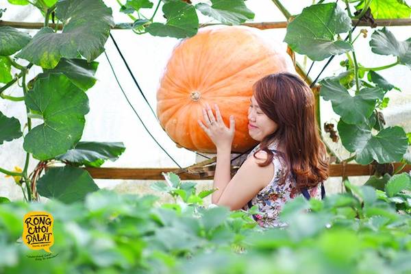 Vườn bí ngô đỏ khổng lồ tạo nên những bức ảnh ngộ nghĩnh cho du khách.