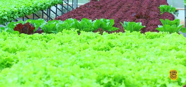 Công nghệ Nhật Bản giúp rau xanh tươi và đạt chất lượng sạch tuyệt đối trong nhà kính.