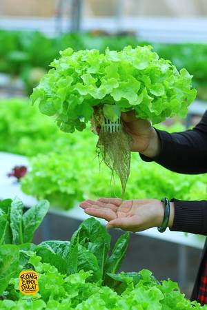 Những cây rau hoàn toàn sạch và không có dịch bệnh.