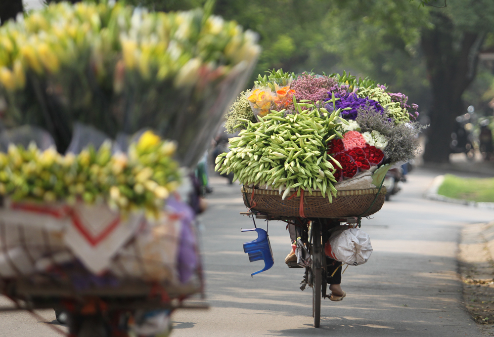 Mùa sen thơm nức Hồ Tây cả tháng sáu. Hoa sấu xuất hiện vào tháng bảy, hoa xoan tháng tám. Mùi hoa sữa nồng nàn gắn với thu Hà Nội. Mùa hoa cúc họa mi, thạch thảo vào tháng 10, tháng 11. Tháng 12, những khóm cải vàng ven sông Hồng nở rực rỡ, đánh dấu những ngày cuối năm. Ảnh: Hà Thành.