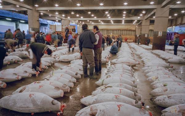 Bán đấu giá cá ngừ tại chợ cá Tsukiji Nhật Bản - trải nghiệm về đêm