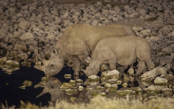 Đến thăm công viên quốc gia Etosha Namibia - trải nghiệm về đêm