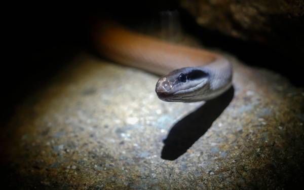 Đi ngắm thú đêm tại sở thú Night Safari Singapore - trải nghiệm về đêm